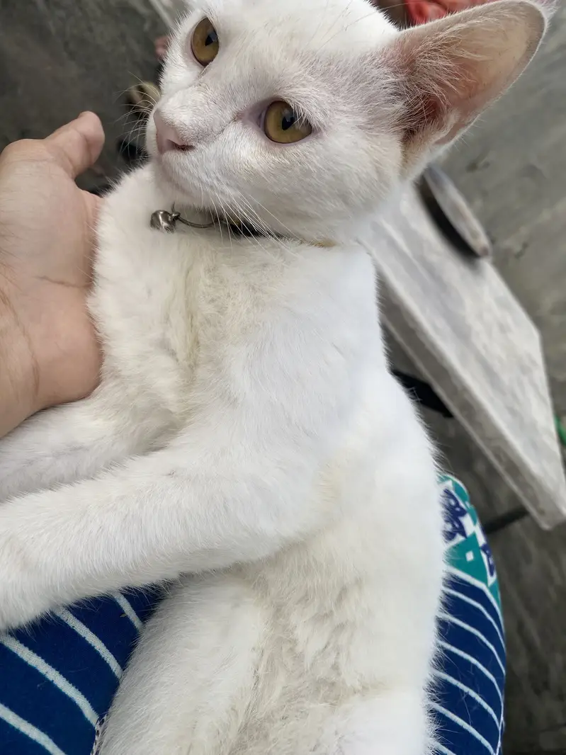 Pair cats — photo 4