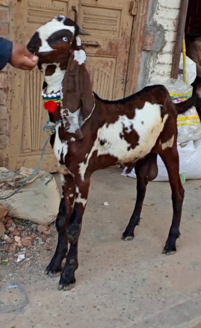 Nagra Bakra