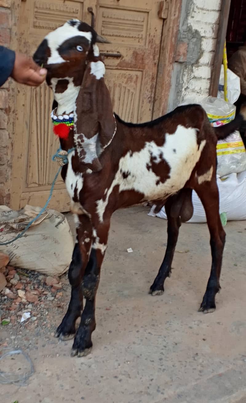 Nagra Bakra 0