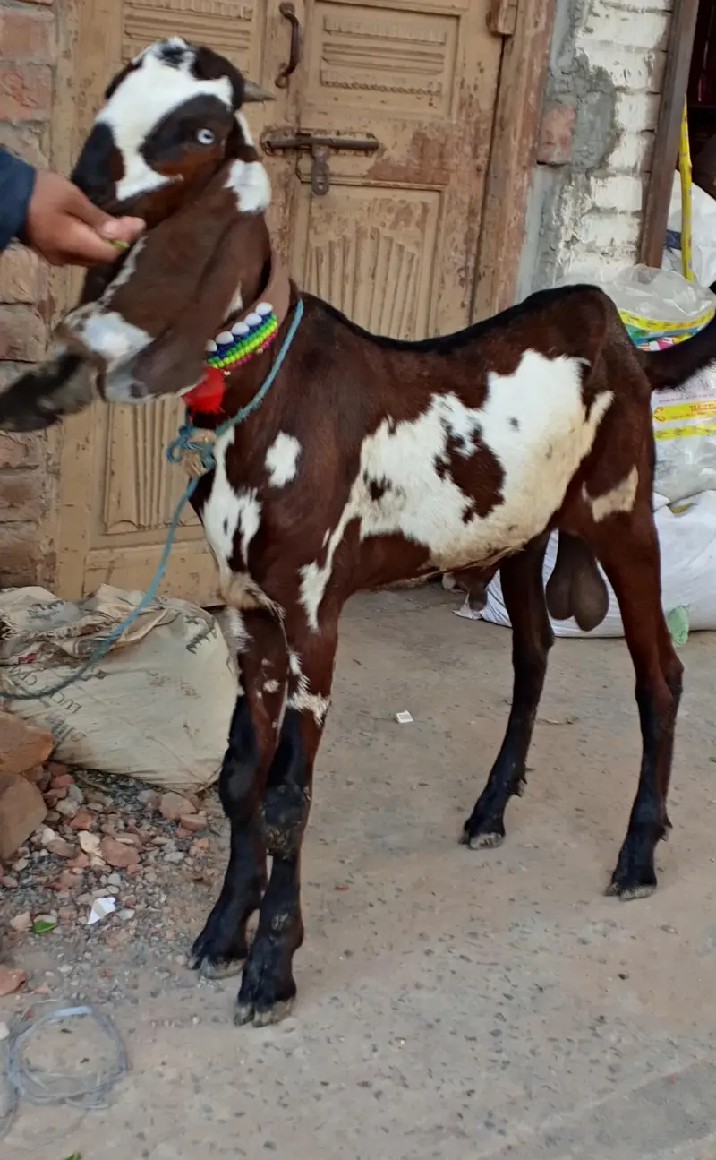 Nagra Bakra — photo 2