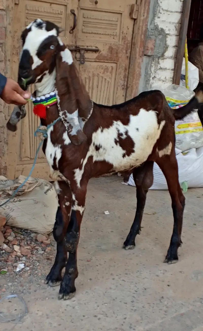 Nagra Bakra — photo 3
