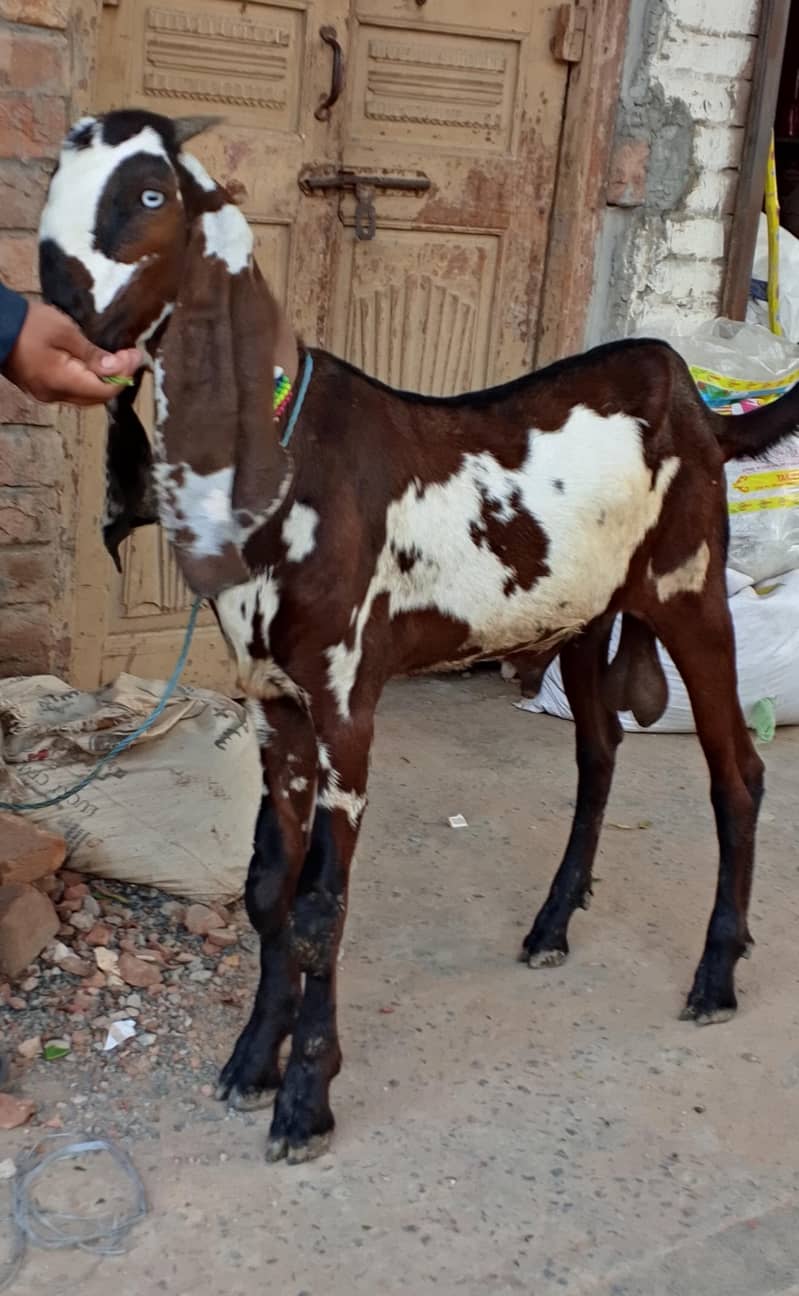 Nagra Bakra 3