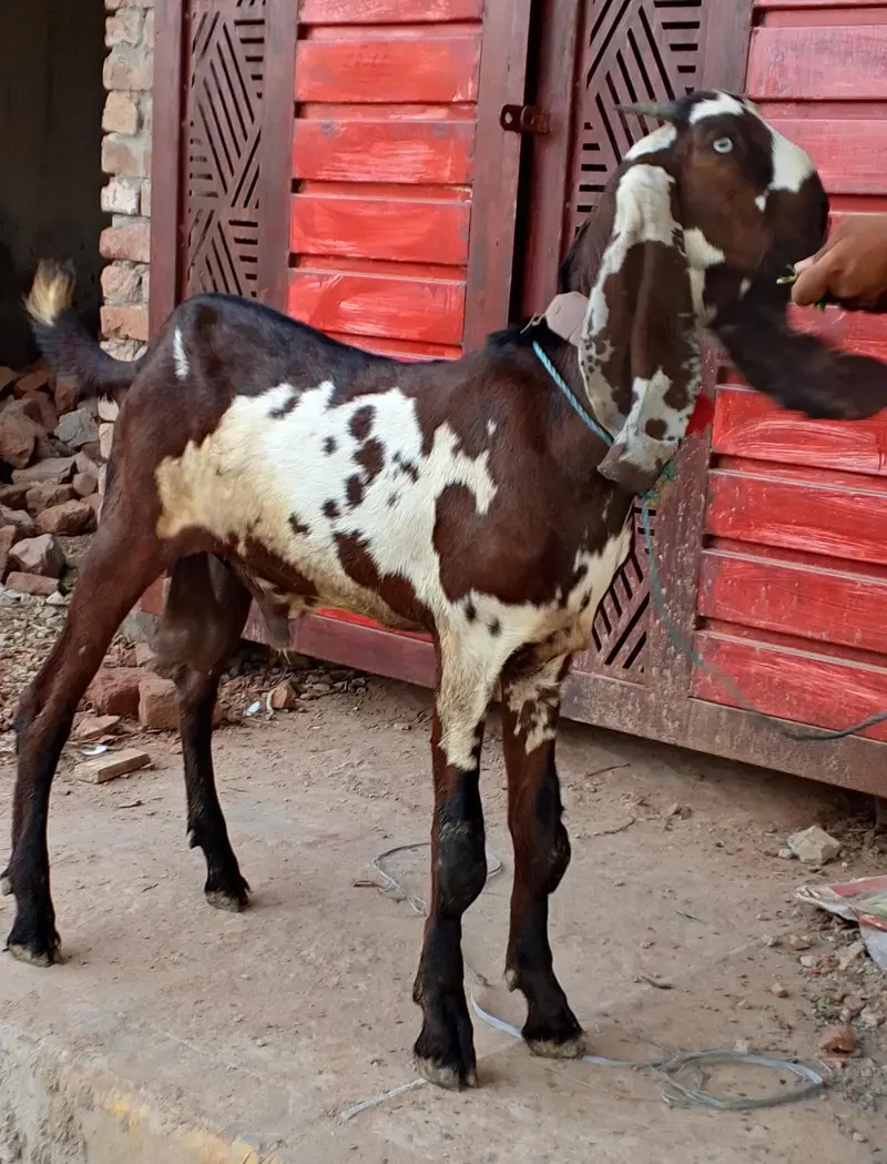 Nagra Bakra — photo 5