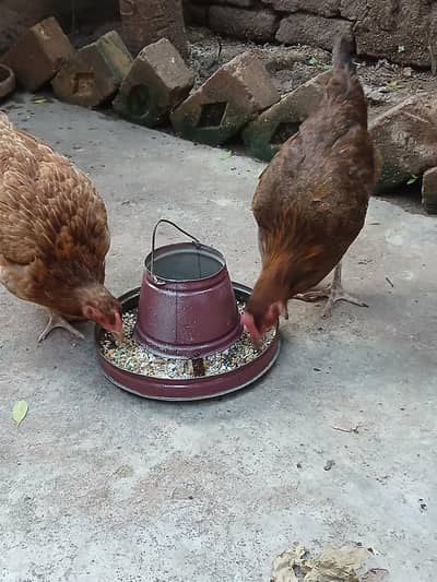 Golden Desi Pure Hens . WhatsApp 03171947677