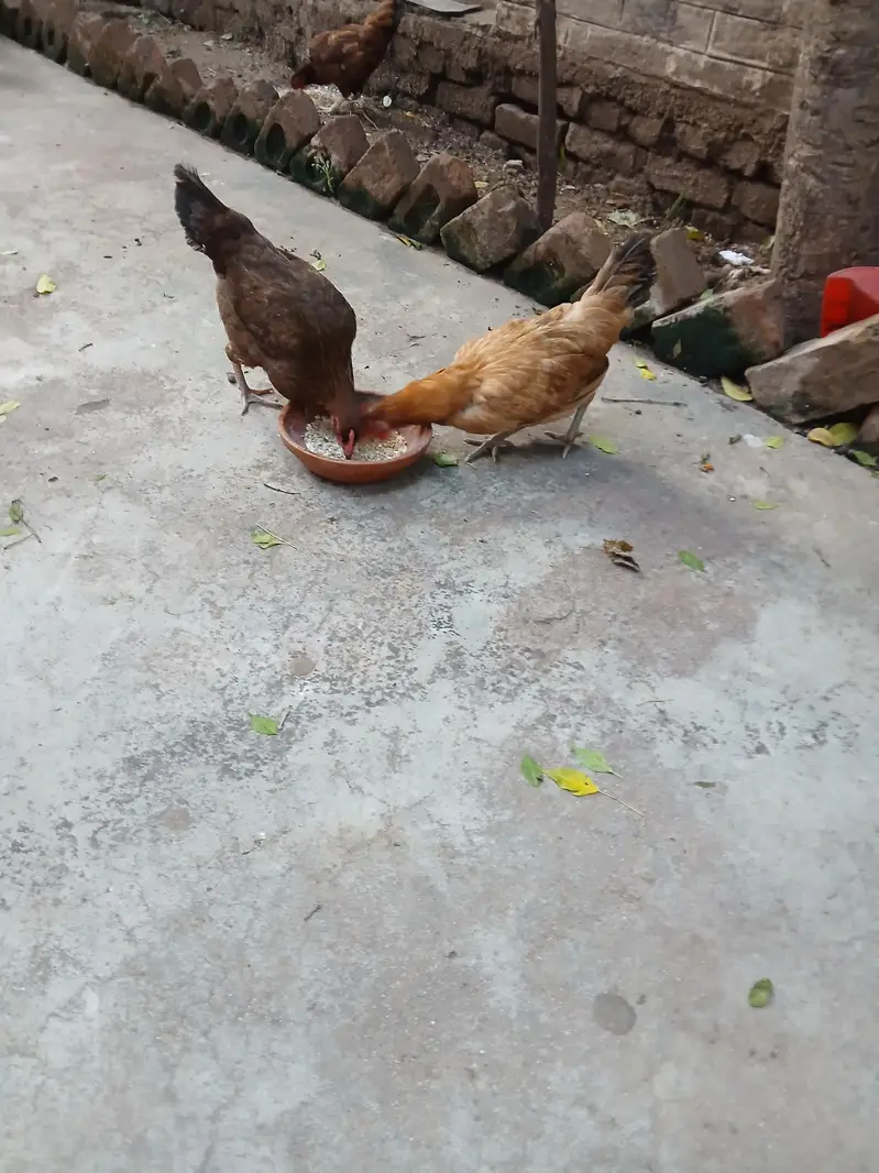 Golden Desi Pure Hens . WhatsApp 03171947677 — photo 2