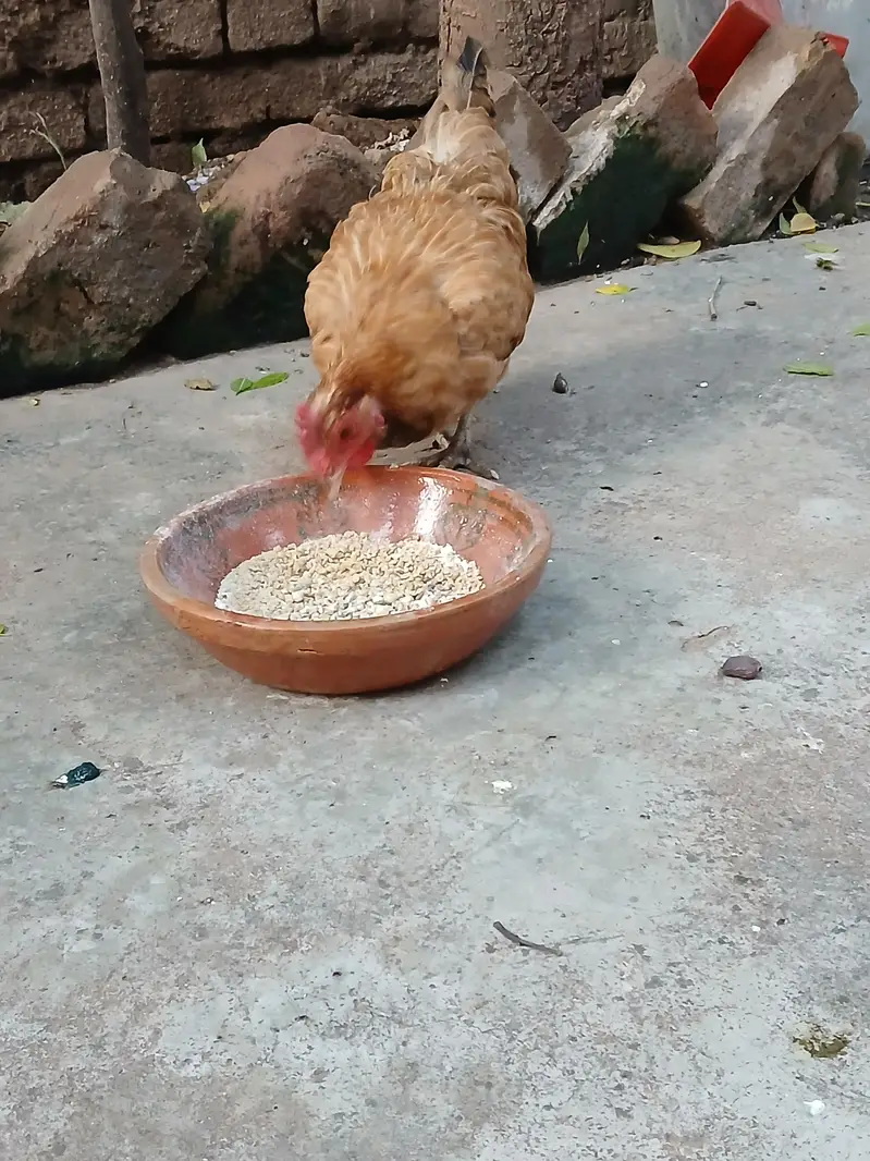 Golden Desi Pure Hens . WhatsApp 03171947677 — photo 3