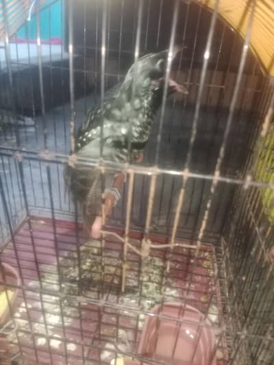 koel bird 4 mounth female