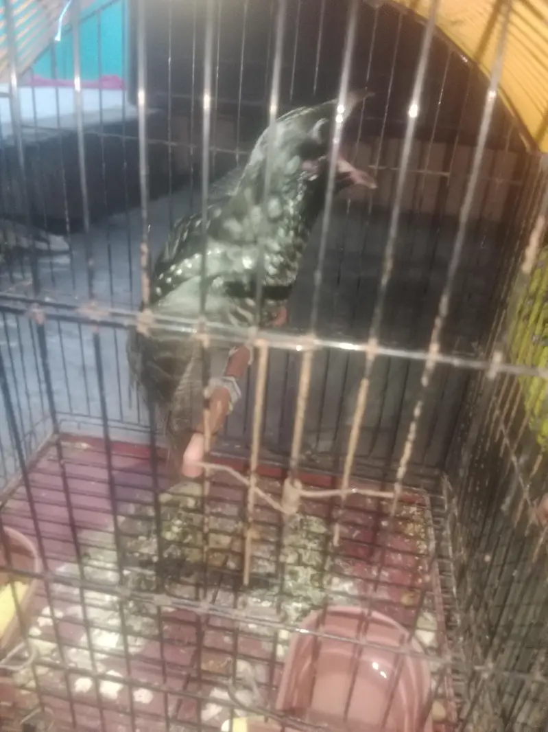 koel bird 4 mounth female