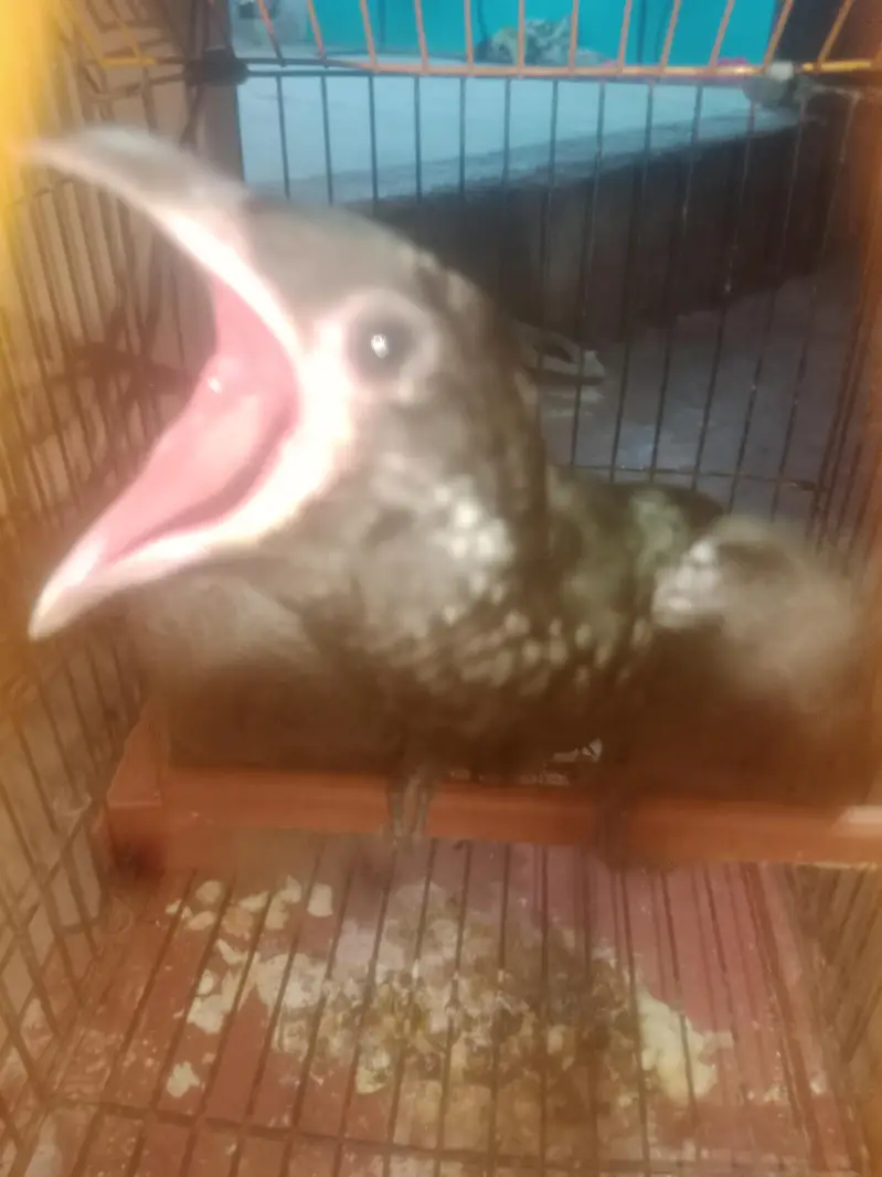 koel bird 4 mounth female — photo 2