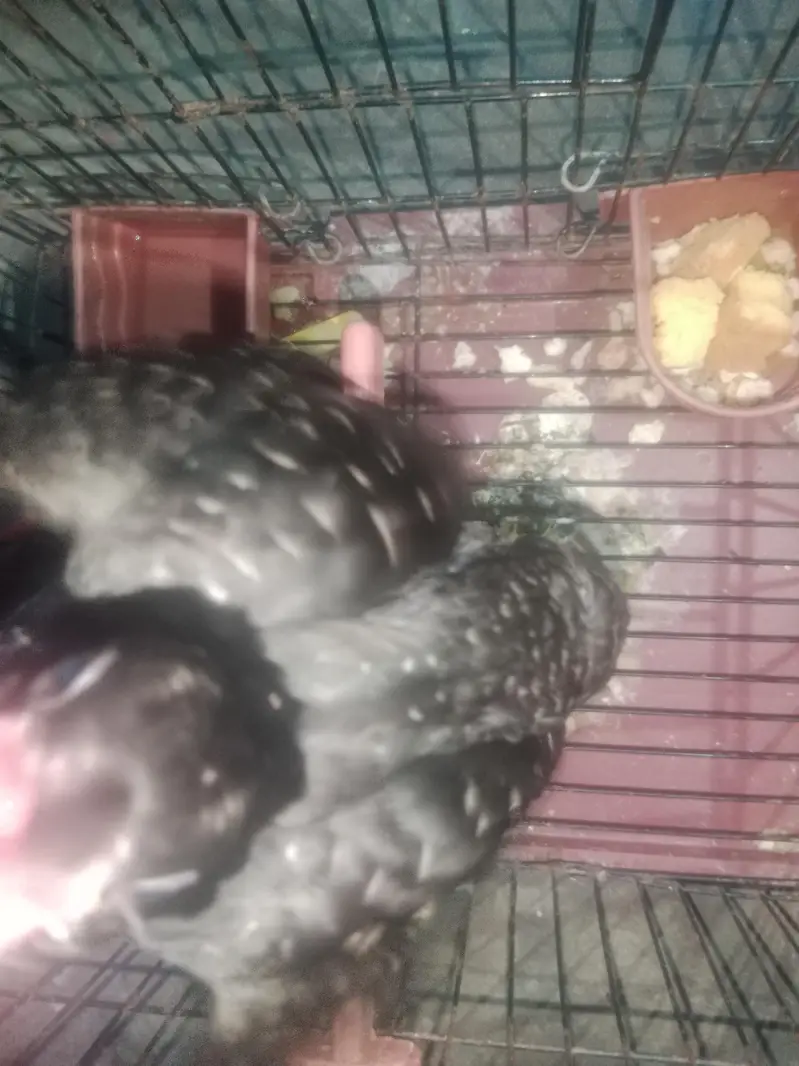 koel bird 4 mounth female — photo 4