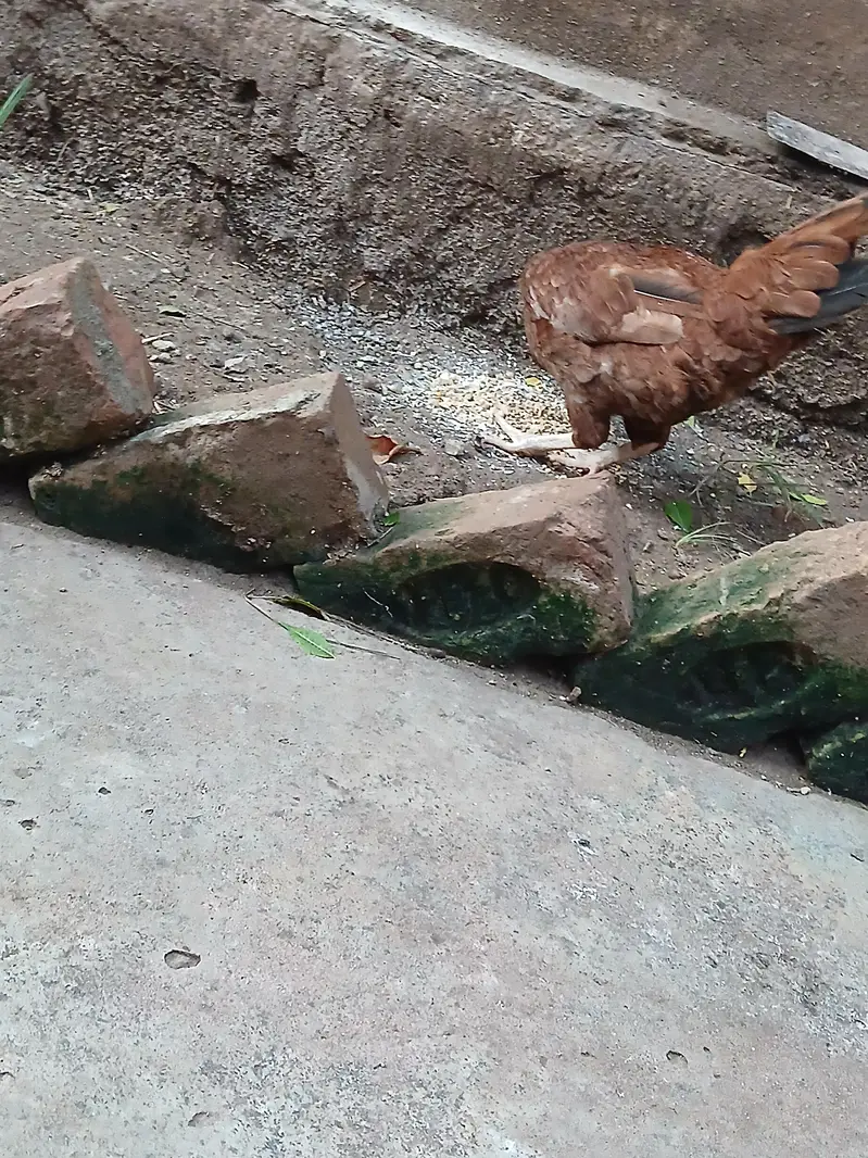 Golden Desi Pure Hens . WhatsApp 03171947677 — photo 4