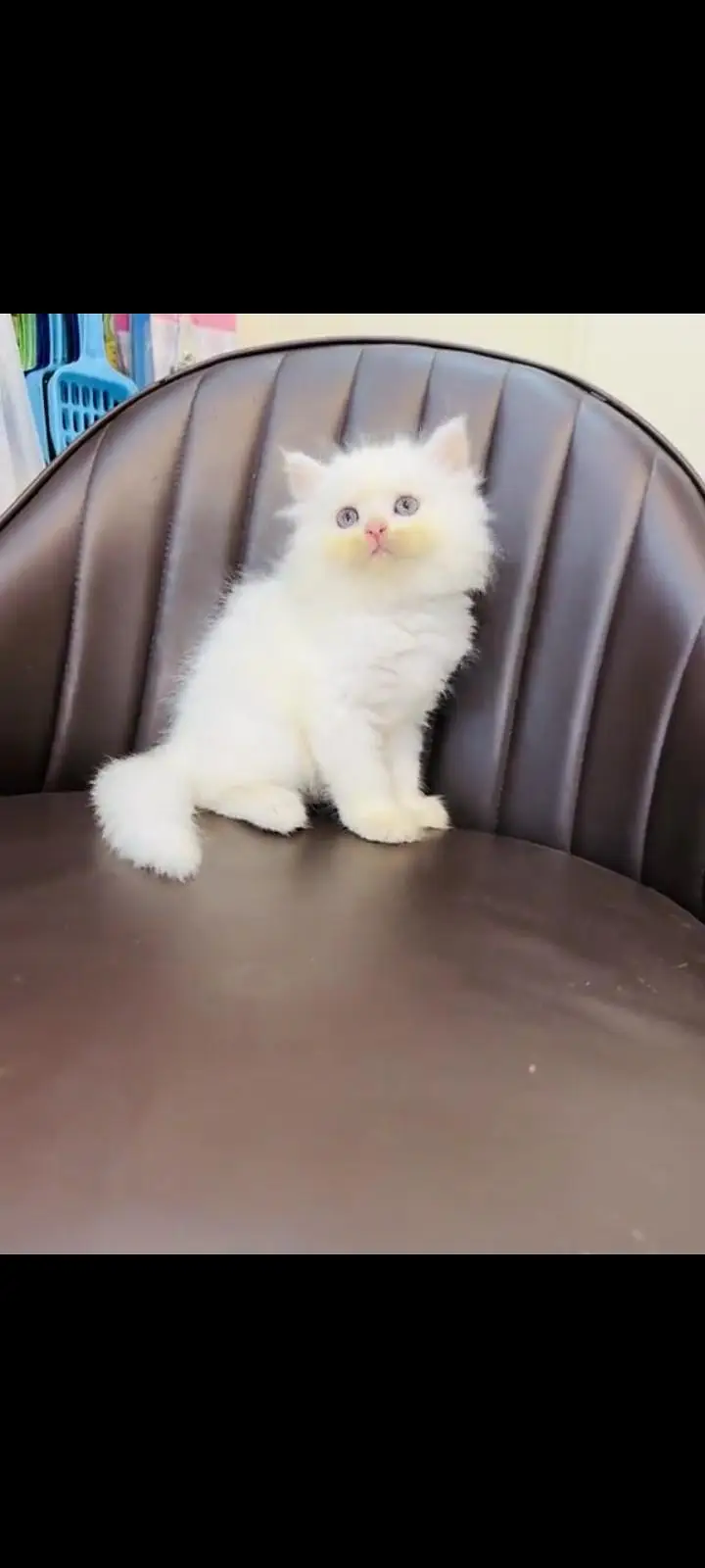 persian cat for sale — photo 3