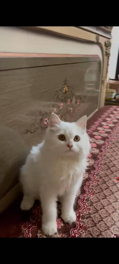 Triple coat Persian cat
