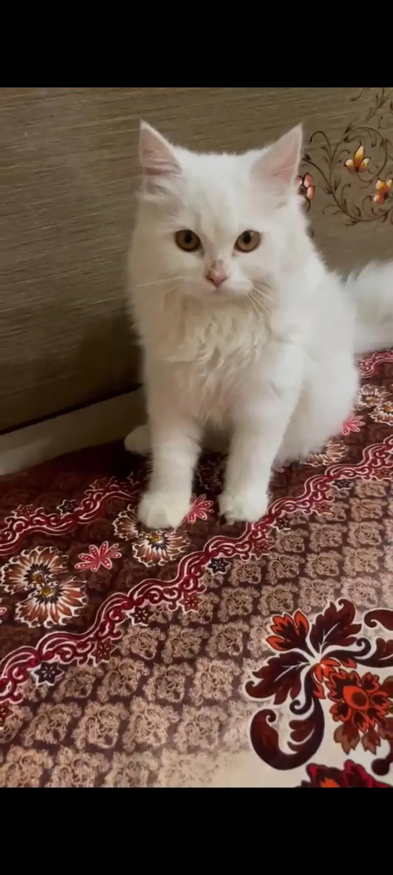 Triple coat Persian cat — photo 2