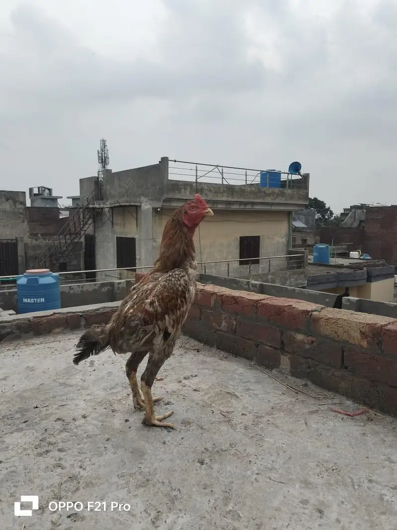 male for sale healthy and active — photo 3