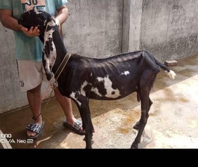 black betal goat for sale