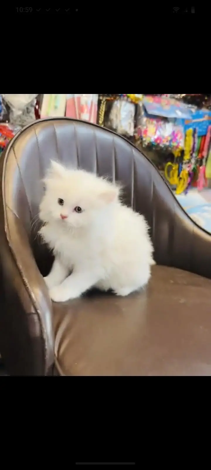persian cat for sale — photo 2