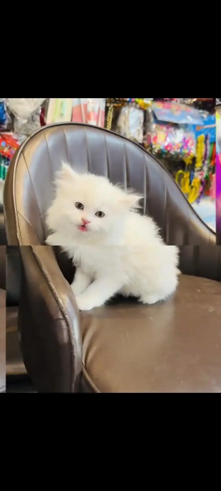 persian cat for sale — photo 3
