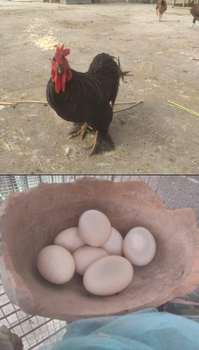 one each egg 0