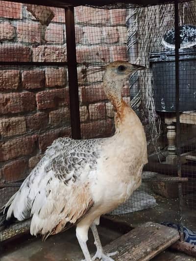 female peacock
