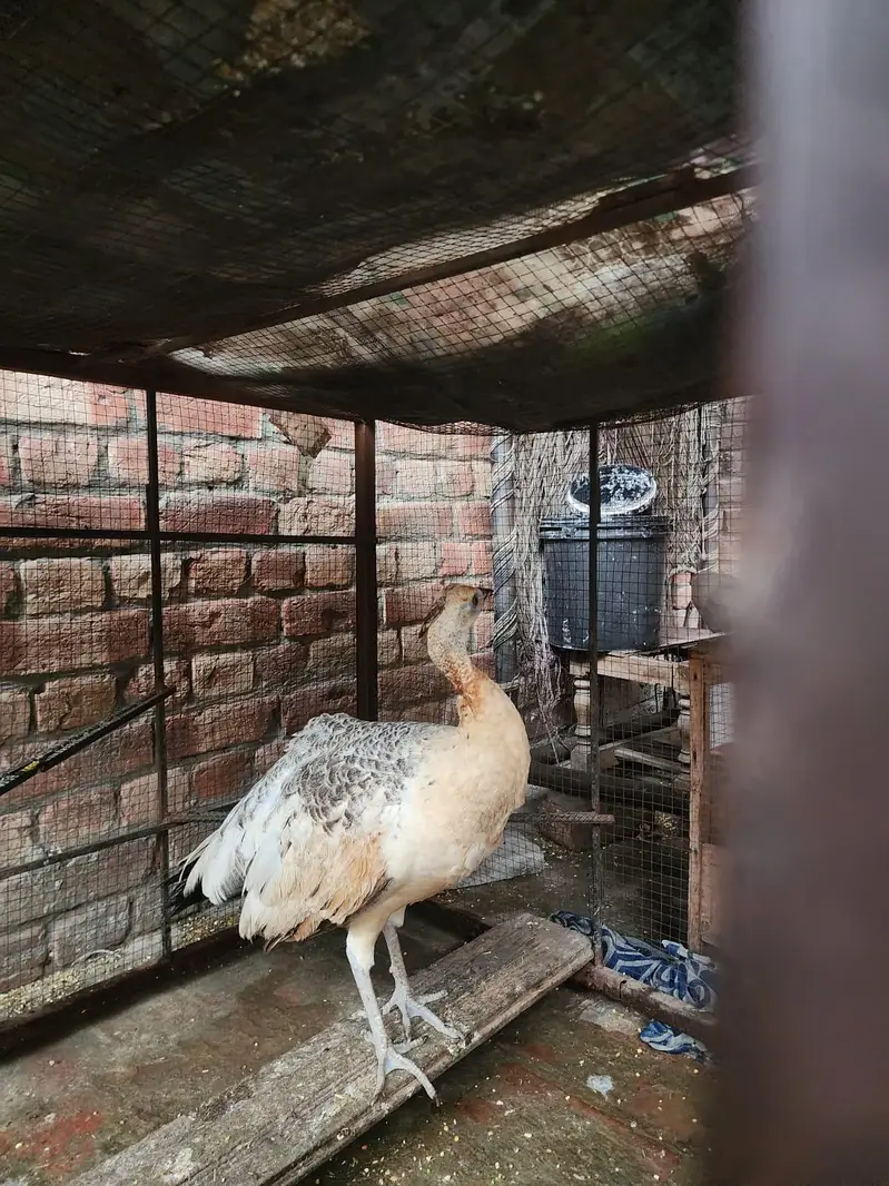 Blue or black shoulder peacock — photo 2