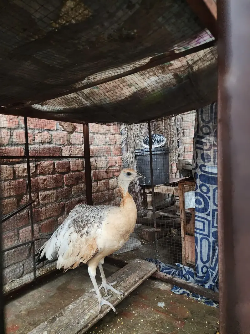 Blue or black shoulder peacock — photo 3