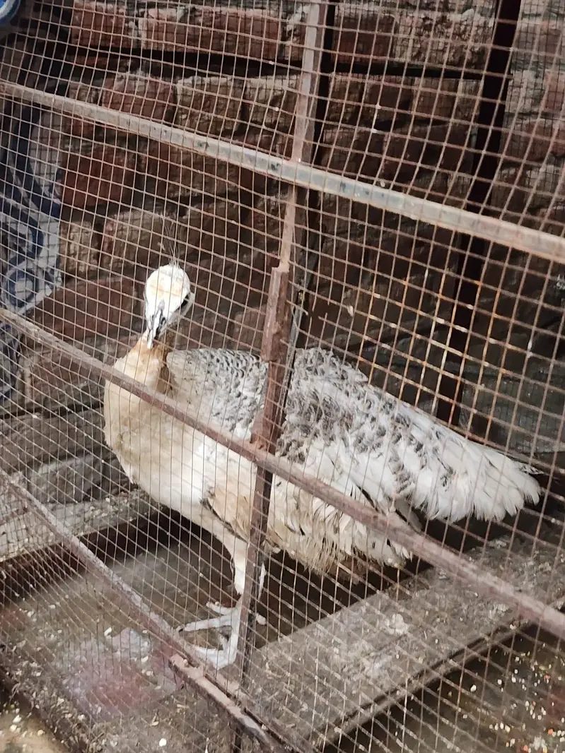 Blue or black shoulder peacock — photo 4