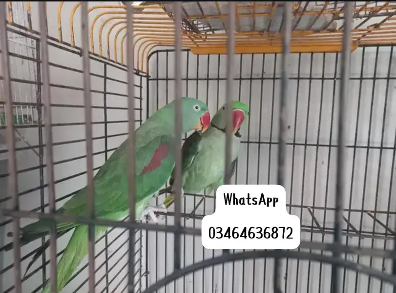 Kashmiri raw parrot and time talking delivery all Pakistan — photo 2