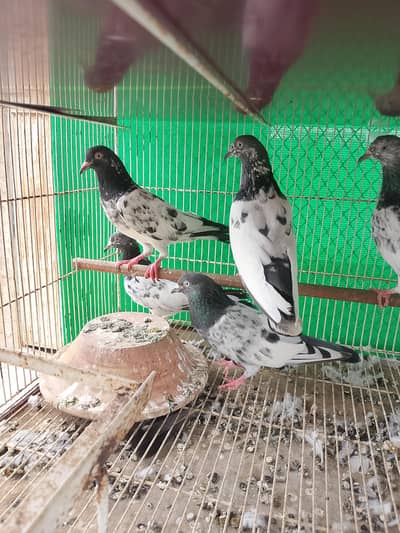 kabli kabutar fancy pigeons