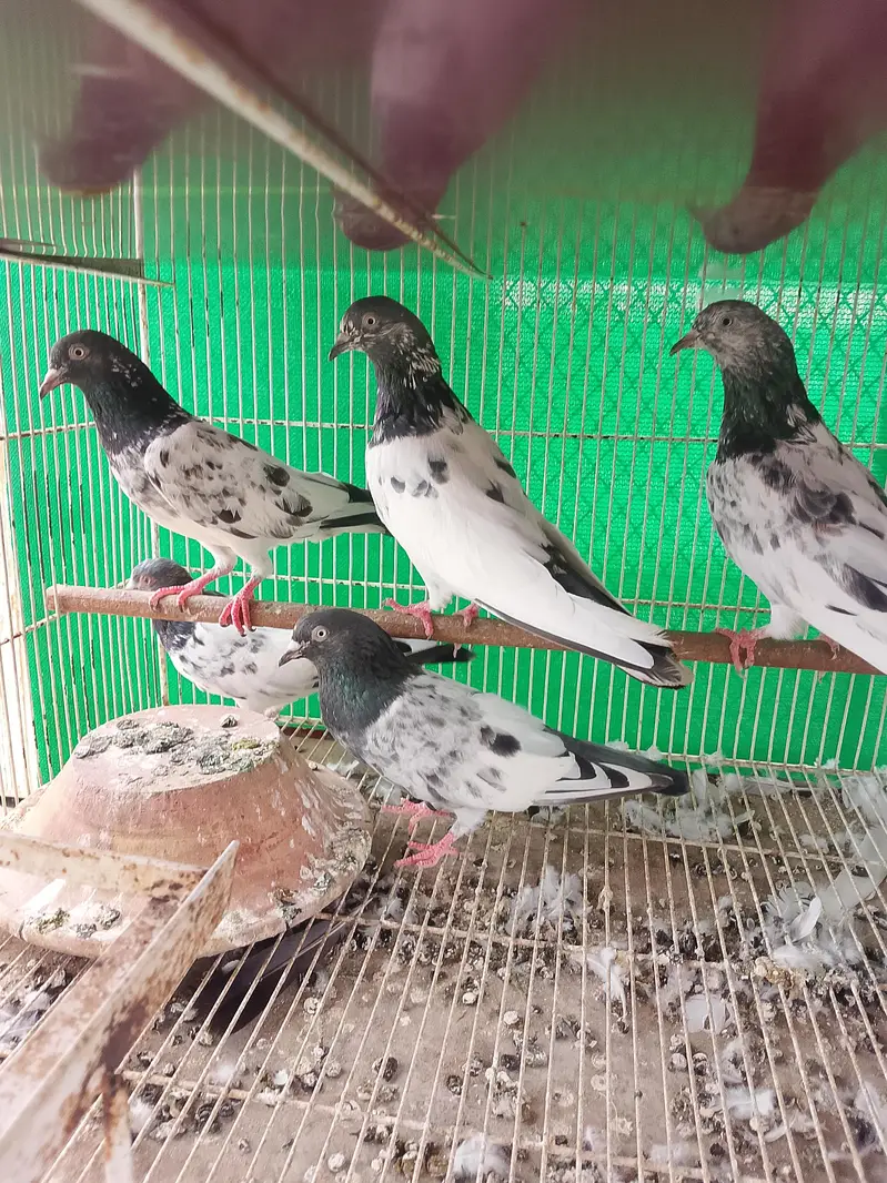 kabli kabutar fancy pigeons — photo 2