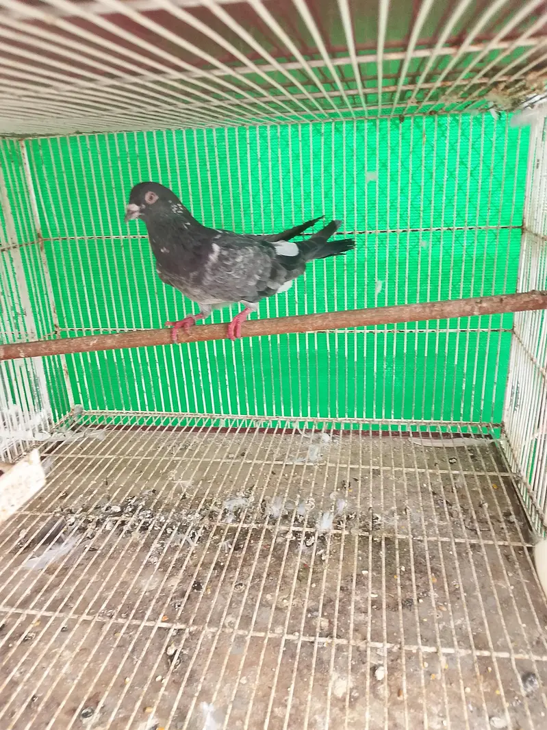 kabli kabutar fancy pigeons — photo 3