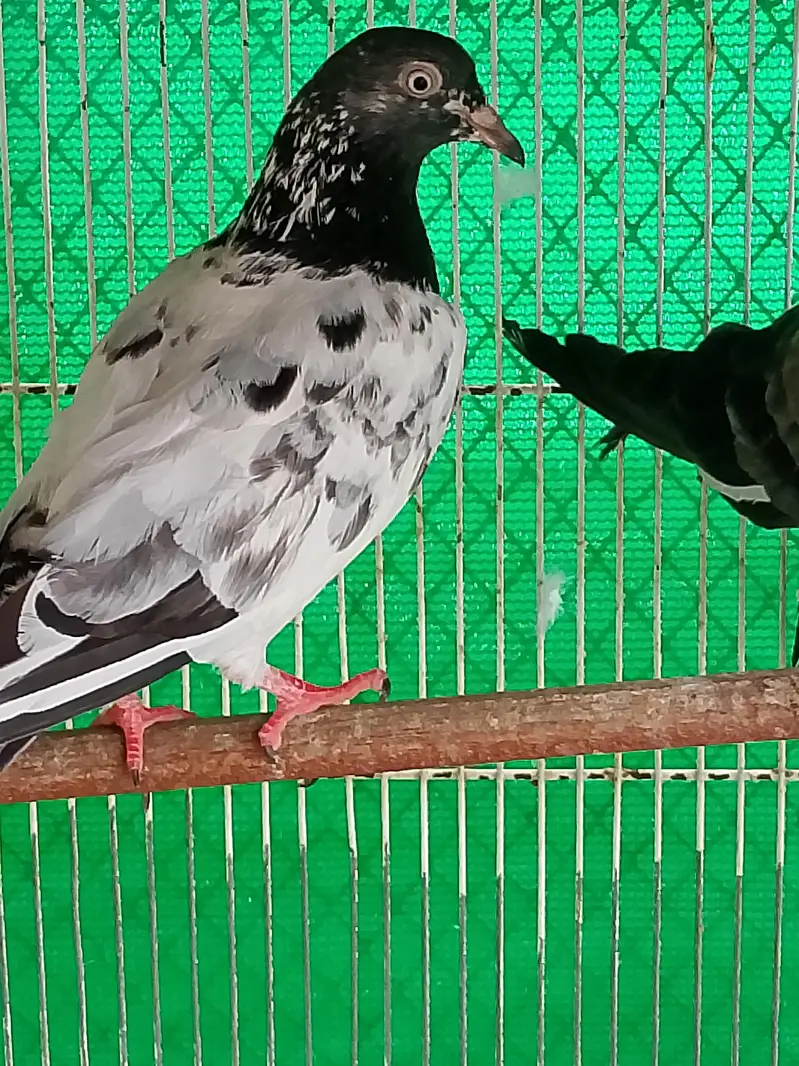 kabli kabutar fancy pigeons — photo 4