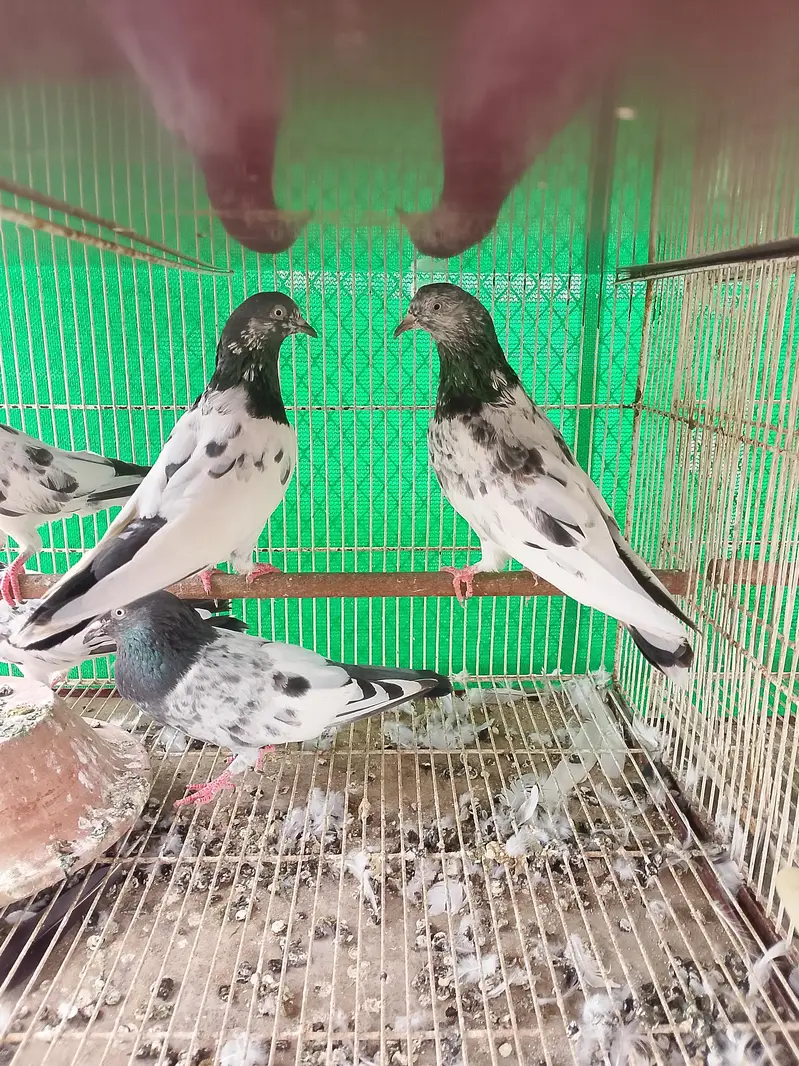 kabli kabutar fancy pigeons — photo 5