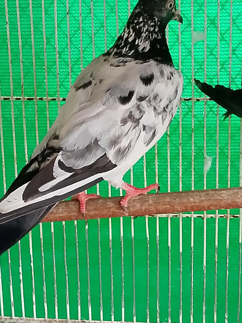 kabli kabutar fancy pigeons — photo 6