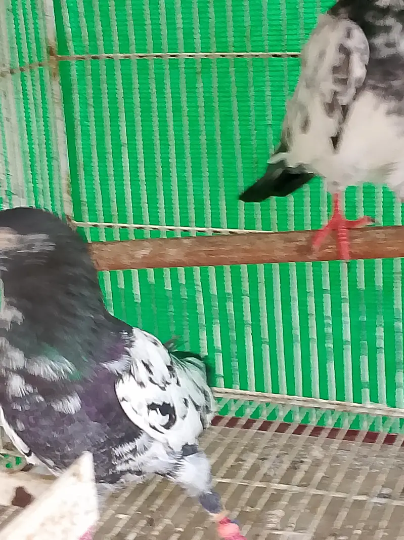 kabli kabutar fancy pigeons — photo 7