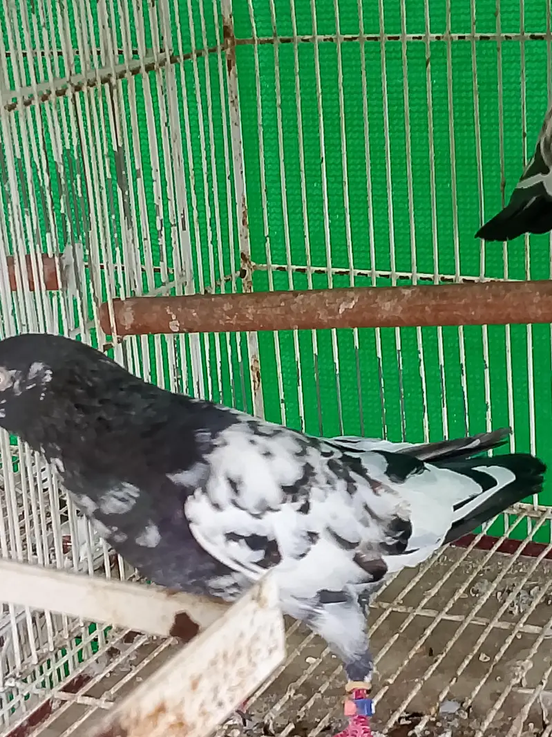 kabli kabutar fancy pigeons — photo 8