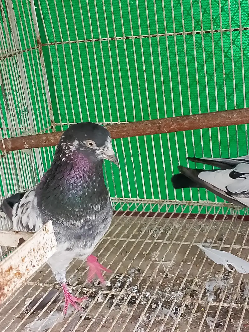 kabli kabutar fancy pigeons — photo 9