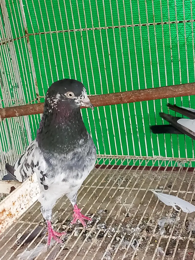 kabli kabutar fancy pigeons — photo 10