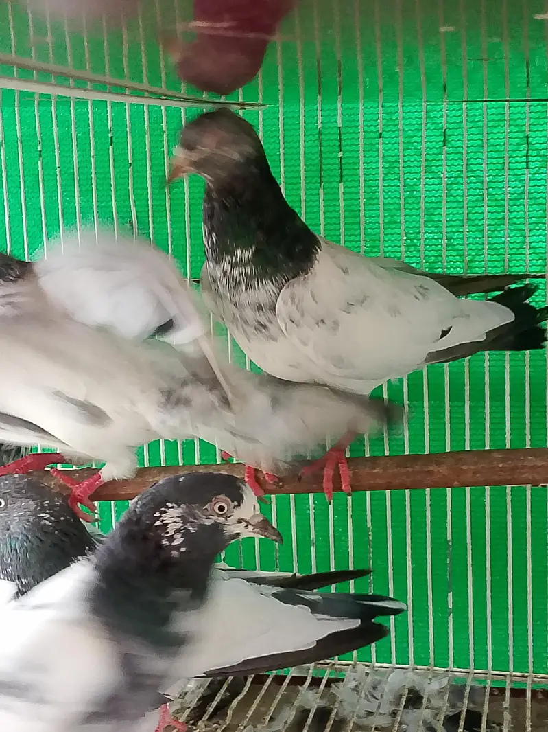 kabli kabutar fancy pigeons — photo 11