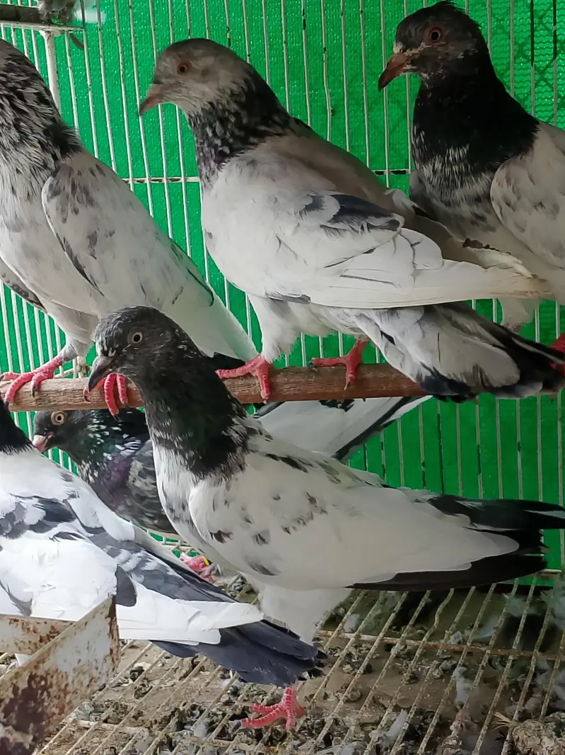 kabli kabutar fancy pigeons — photo 12