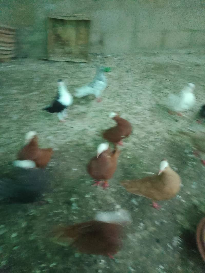 fancy pigeons 2