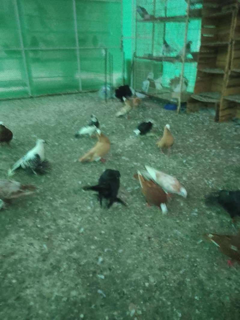 fancy pigeons 3