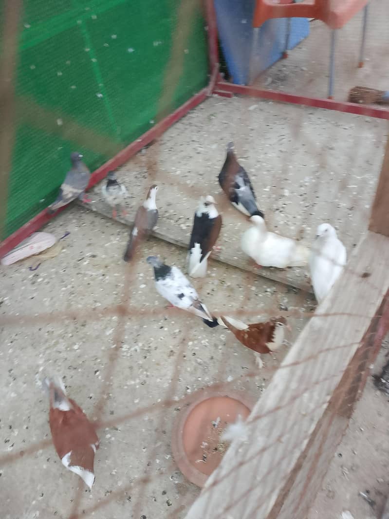 fancy pigeons 0
