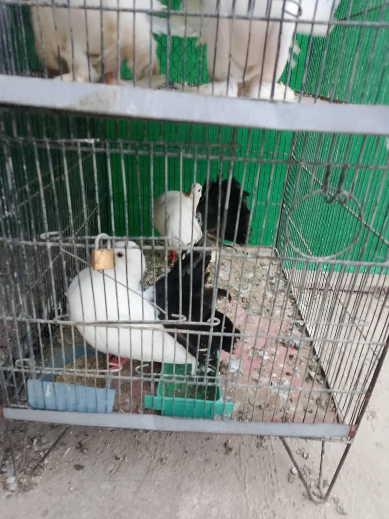 fancy pigeons 4