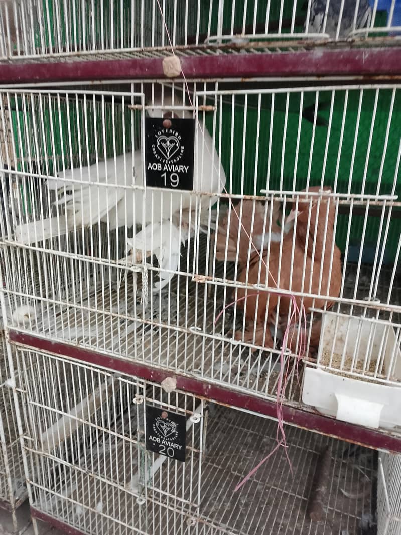 fancy pigeons 1