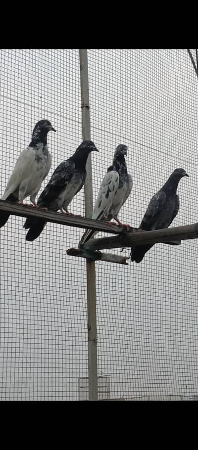 pigeons for sale