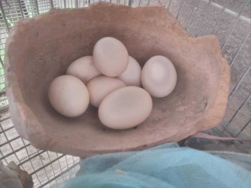 one each egg 1