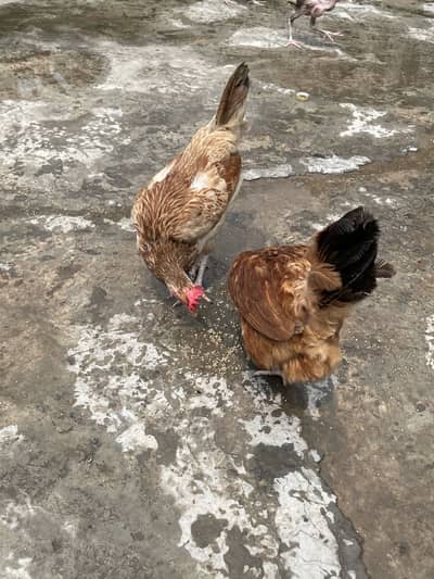 Desi Hens