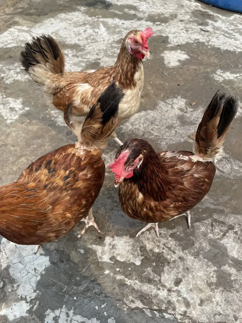 Desi Hens — photo 2