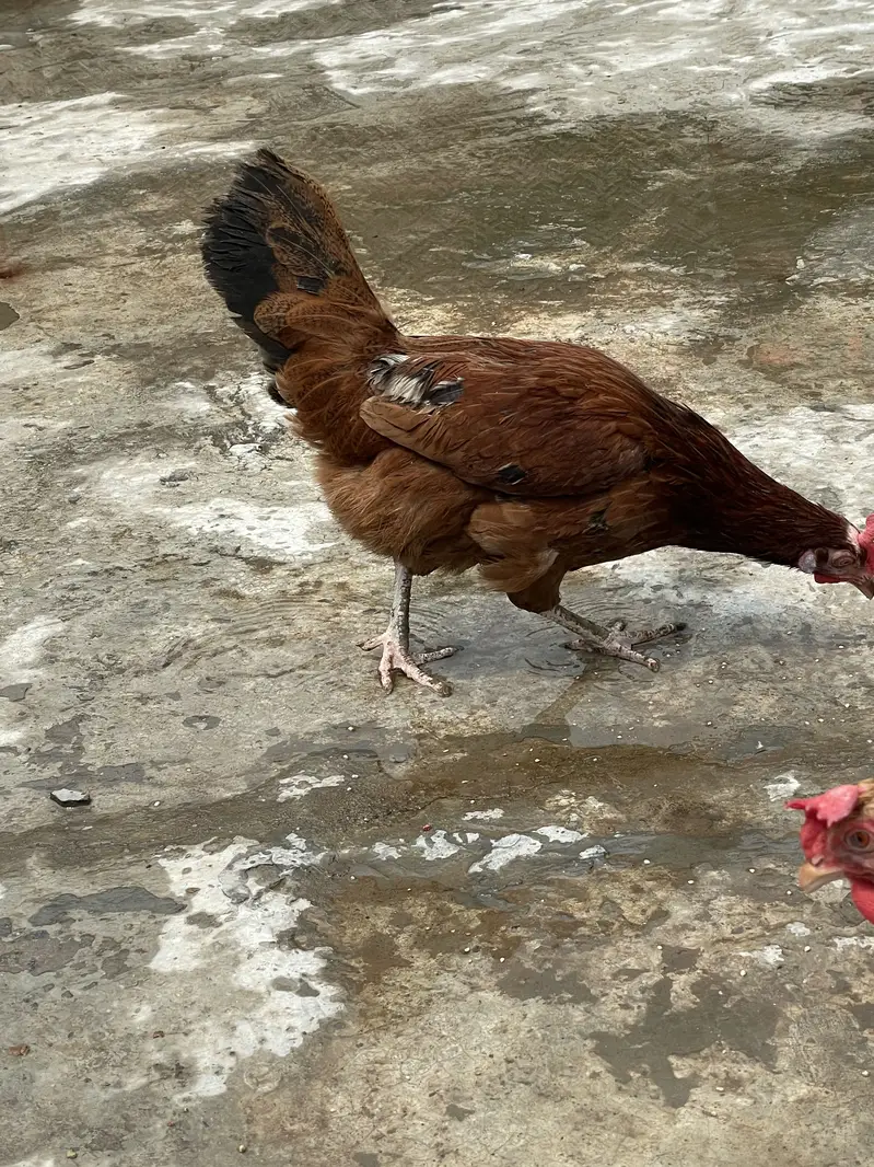 Desi Hens — photo 3